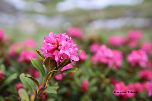 Rodendro in fiore. Foto di rif. Valmalza