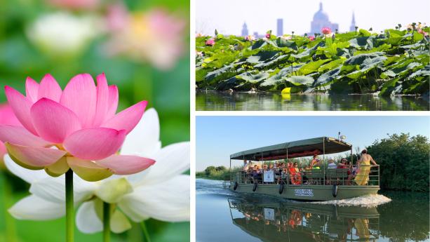 MANTOVA e la fioritura dei FIORI di LOTO