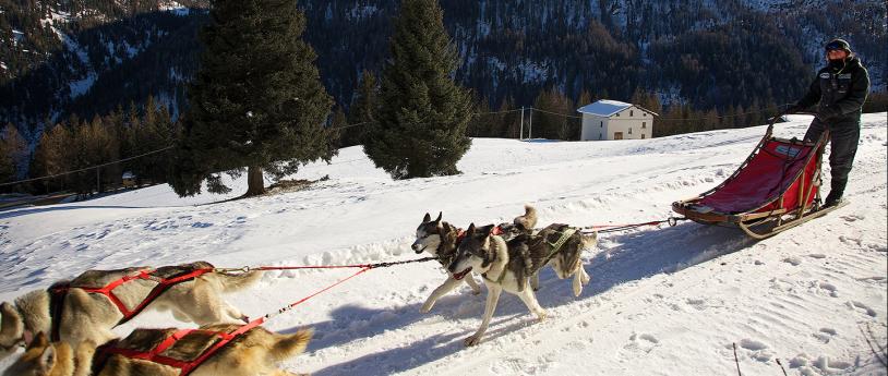 Sled dog, Bormio, Sondrio