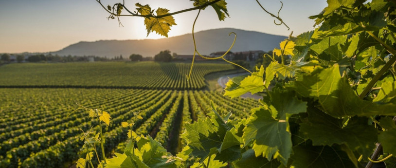 È tempo di vendemmia in Lombardia 