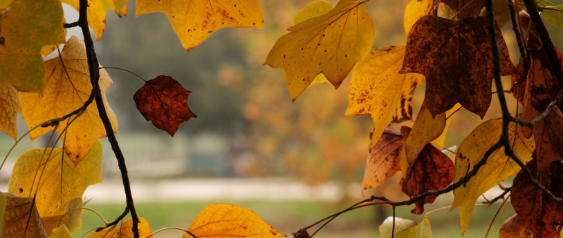 Waldhochzeit in der Lombardei inmitten der einzigartigen Magie des Herbstlaubs