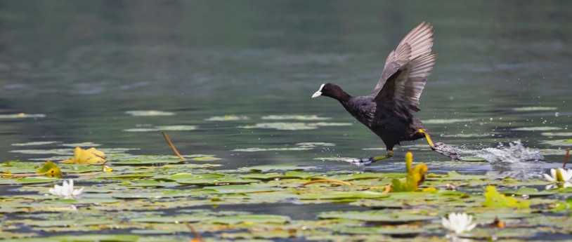 Tierbeobachtung in Naturparks - istockphoto - folaga lago di comabbio