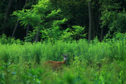 Parco della Pineta de Appiano Gentile e Tradate