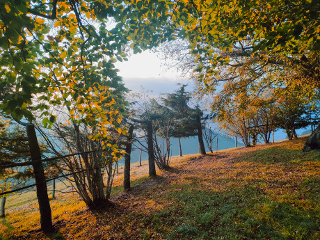 Tredici piante sul Monte Angolo