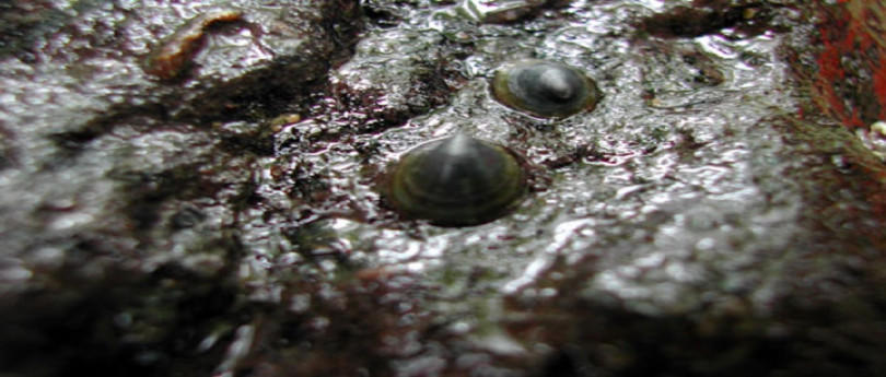 Molluschi d'acqua dolce