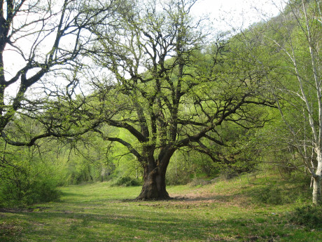 Il Rogolone