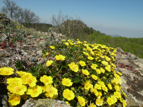 Giardino di Pietra Corva