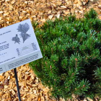 Apertura Estiva Orto Botanico d'Altura Apertura Estiva Orto Botanico d'Altura