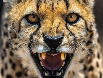 Il carnevale degli animali Il carnevale degli animali