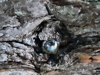 Occhio al bosco Occhio al bosco