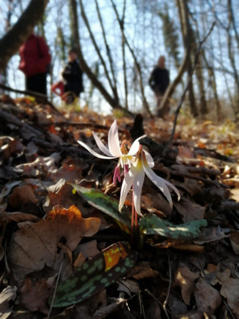 La passeggiata delle fioriture invernali La passeggiata delle fioriture invernali