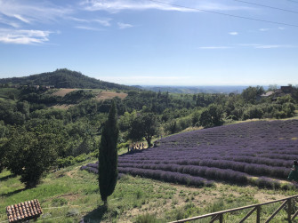 lavanda in oltrepò lavanda in oltrepò