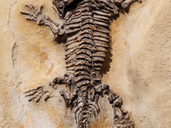 Apertura parco paleontologico