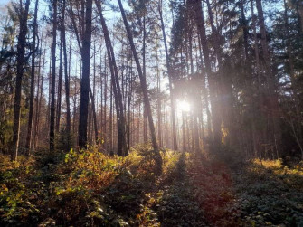 Liberi assaggi di Arteterapia nel bosco