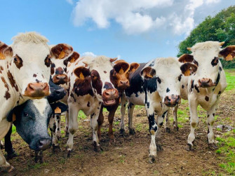 Fiera del Bestiame e dell'Agricoltura Scalvina