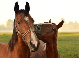 La voce del cavallo La voce del cavallo