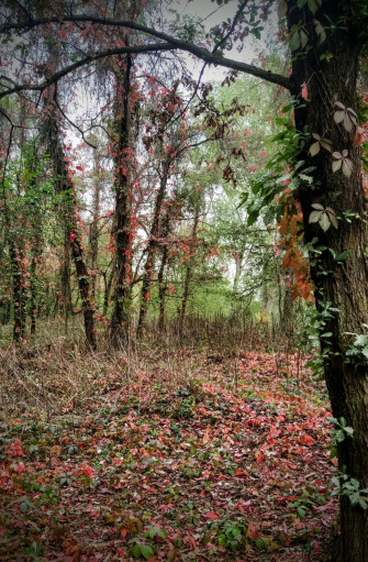 Smart walking in città - I Colori d'autunno