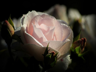 Nemmeno con un fiore: Libertà di scelta