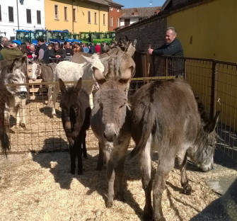 Fiera di Primavera di Alagna