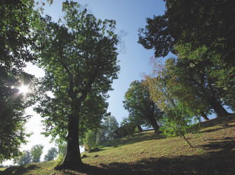 Passeggiata tra i castagneti del Misma