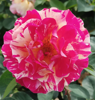 roseto niso fumagalli