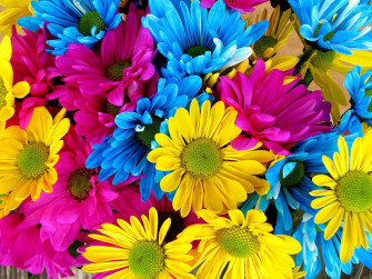 Fiori