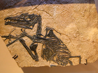 Aperture Parco Paleontologico - giugno Aperture Parco Paleontologico - giugno