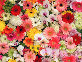 Casale in fiore
