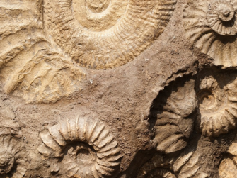 Laboratorio: cortecce, tronchi, foglie e licheni