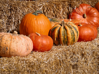 Festa delle zucche