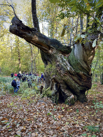 Passeggiata al cospetto dei giganti