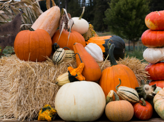 Sotto il segno dell'orso, edizione autunnale