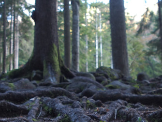 Licenza: CC0 | Crediti: CC0