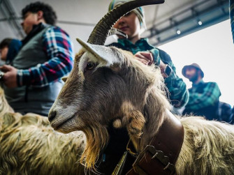 Licenza: CC0 | Crediti: CC0