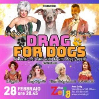 drag for dogs