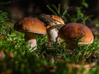 Licenza: CC0 | Crediti: CC0