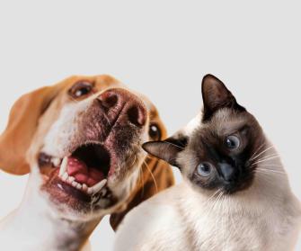 Licenza: CC0 | Crediti: CC0