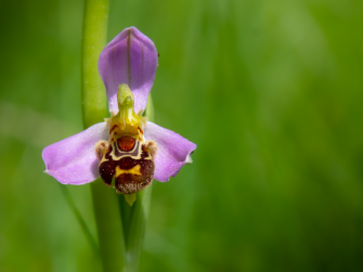 Licenza: CC0 | Crediti: CC0