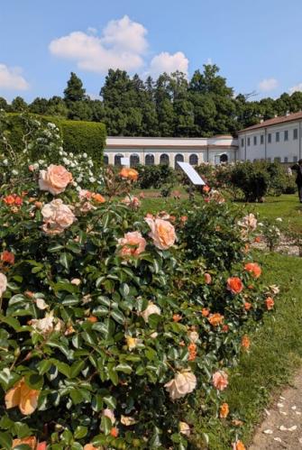 roseto niso fumagalli