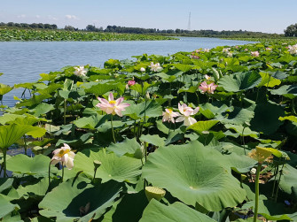 Mantova e il risveglio dei fiori di loto