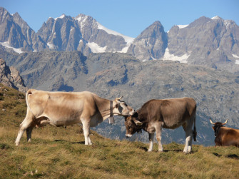 Alpe Campagneda e Alpe Prabello - In giro per alpeggi