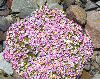 Fioriture in alta quota