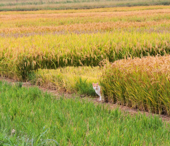 La provincia di Pavia, capitale italiana ed europea del riso