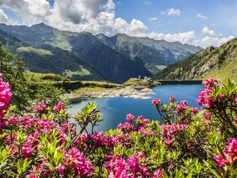 Rhododendrons in Val Gerola