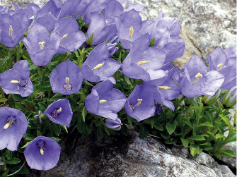 Una montagna piena di bei fiori 