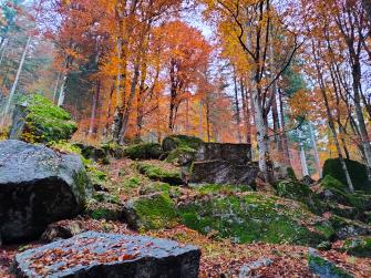 In Valtellina, in the Gigiàt forest.