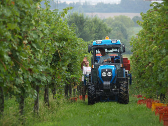 Degustazione guidata dei migliori vini Citari