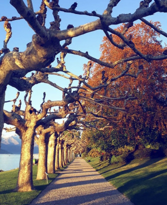 Visita guidata dei giardini di Villa Melzi inizio ore 12.30 Visita guidata dei giardini di Villa Melzi inizio ore 12.30
