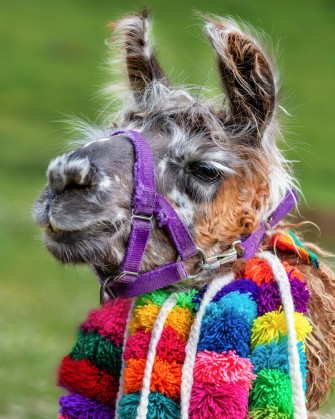 Passeggiata con i Lama