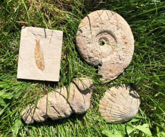 Il museo insegna: I FOSSILI!